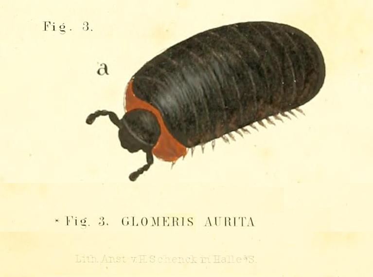 Glomeris del centro Italia